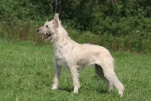 Bouvier des Ardennes